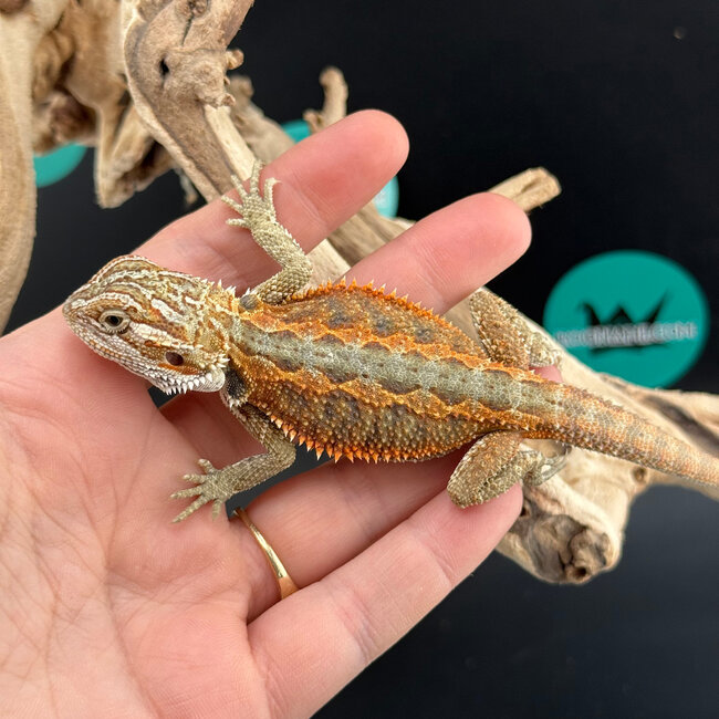 Red Orange Bearded Dragon 2026