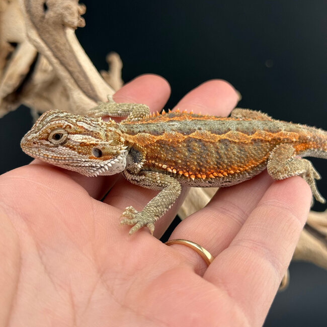 Red Orange Bearded Dragon 2026