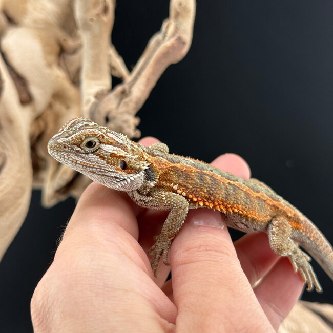 Red Orange Bearded Dragon 2026