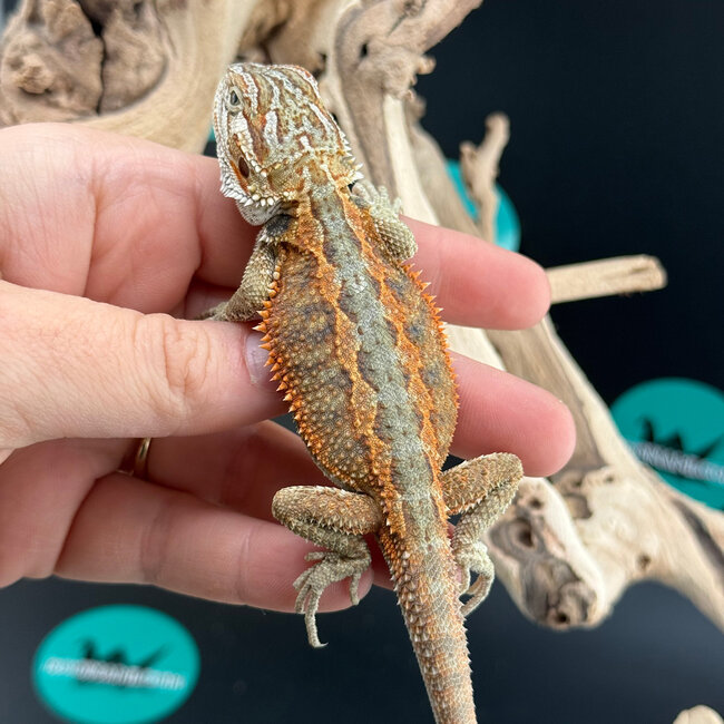 Red Orange Bearded Dragon 2026