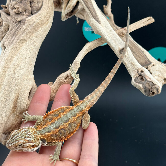 Red Orange Bearded Dragon 2026