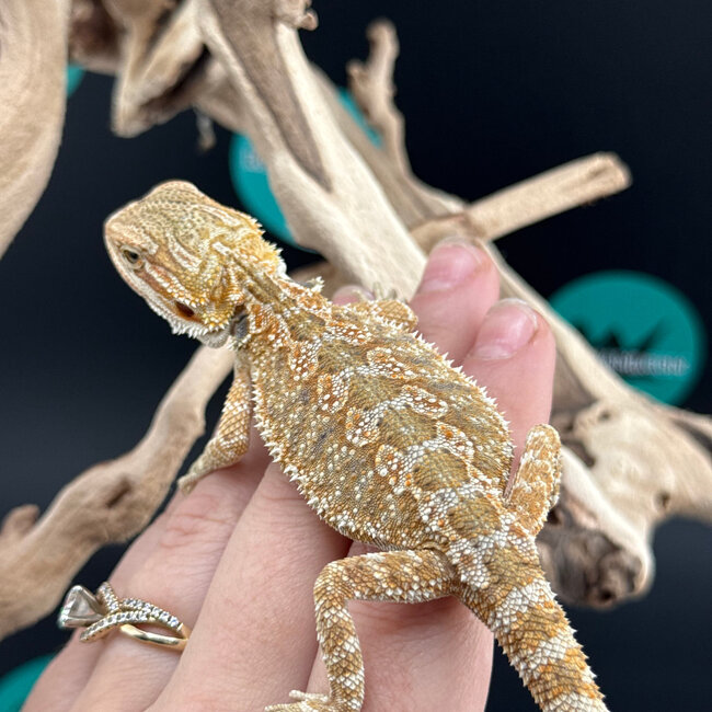Hypo Bearded Dragon 2026