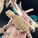 Hypo Bearded Dragon 2026