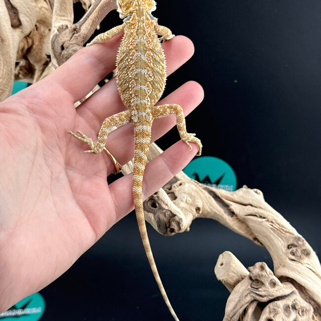 Hypo Bearded Dragon 2026