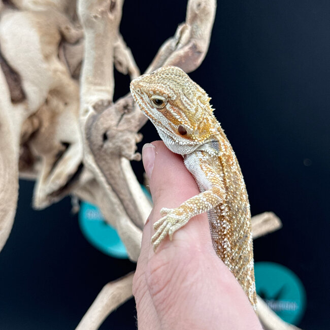 Hypo Bearded Dragon 2026