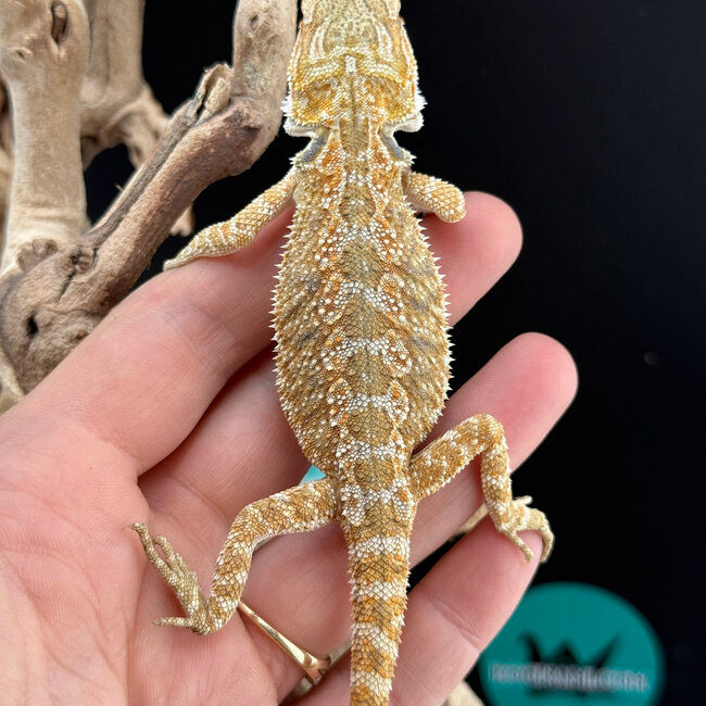 Hypo Bearded Dragon 2026