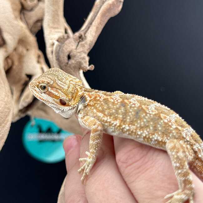 Hypo Bearded Dragon 2026