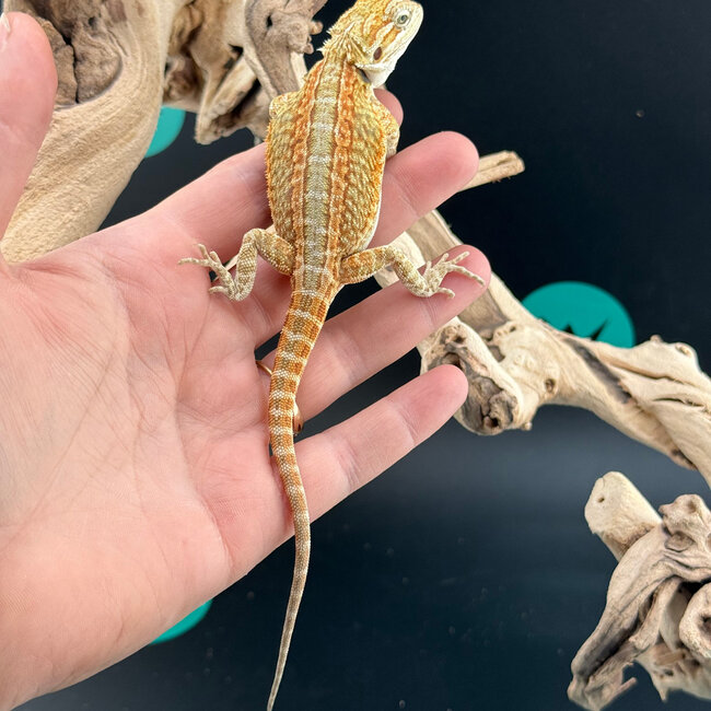 Orange Stripe Hypo Bearded Dragon 2026