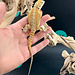 Orange Stripe Hypo Bearded Dragon 2026