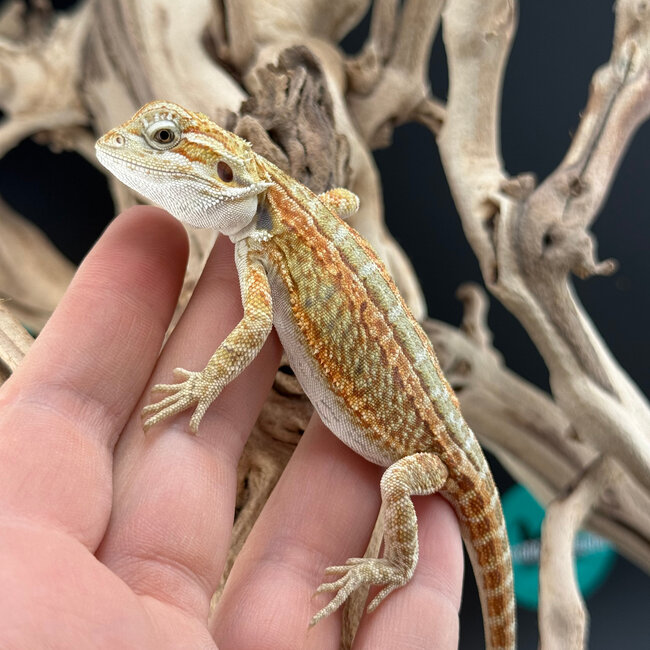 Orange Stripe Hypo Bearded Dragon 2026