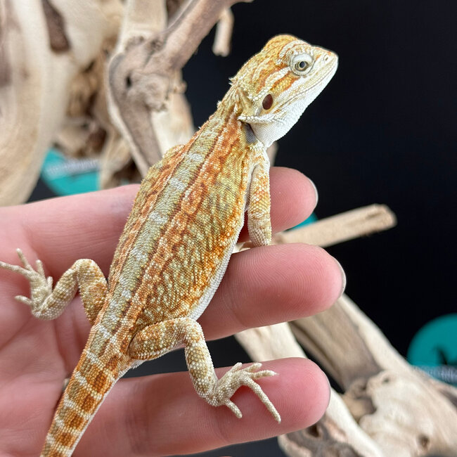 Orange Stripe Hypo Bearded Dragon 2026