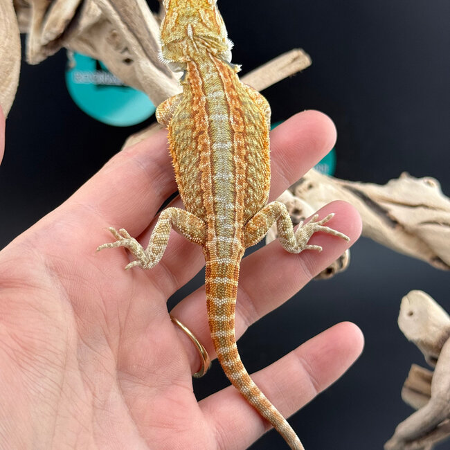 Orange Stripe Hypo Bearded Dragon 2026