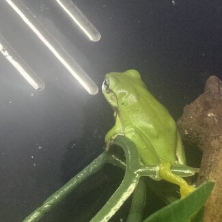 White's Tree Frog Normal