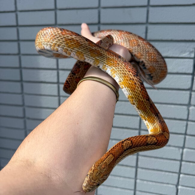Corn Snake SP 'Ponyo'