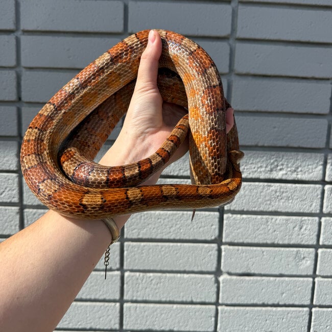 Corn Snake SP 'Ponyo'