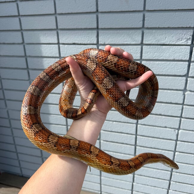 Corn Snake SP 'Ponyo'