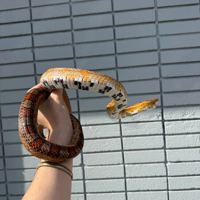 Corn Snake SP 'Ponyo'