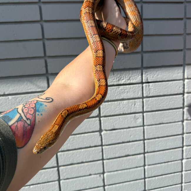 Corn Snake SP 'Ponyo'
