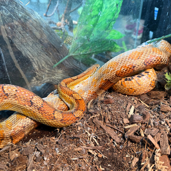Corn Snake SP 'Ponyo'