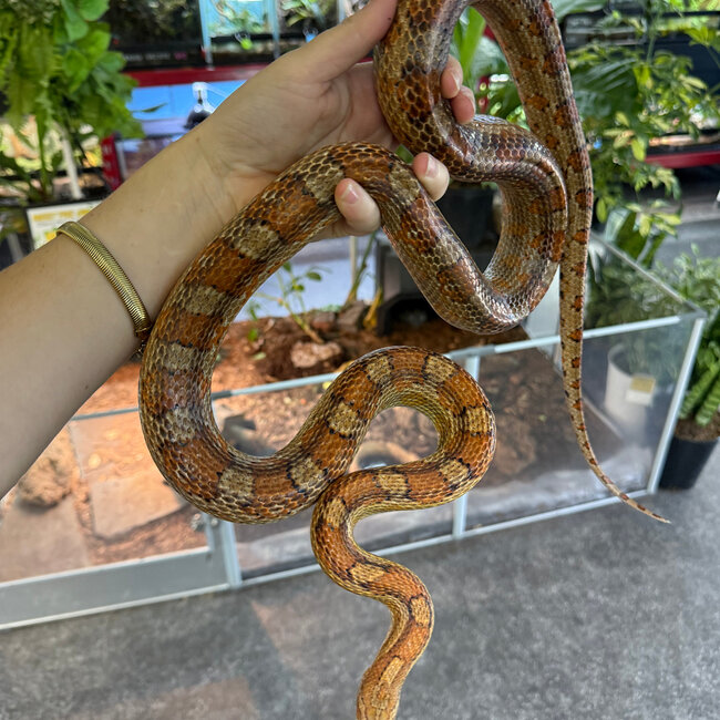 Corn Snake SP 'Ponyo'
