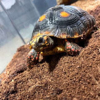 Red Foot Tortoise SP