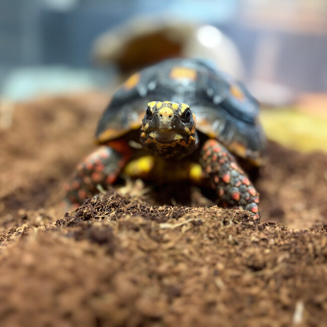 Red Foot Tortoise SP