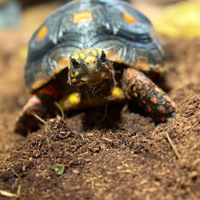 Red Foot Tortoise SP