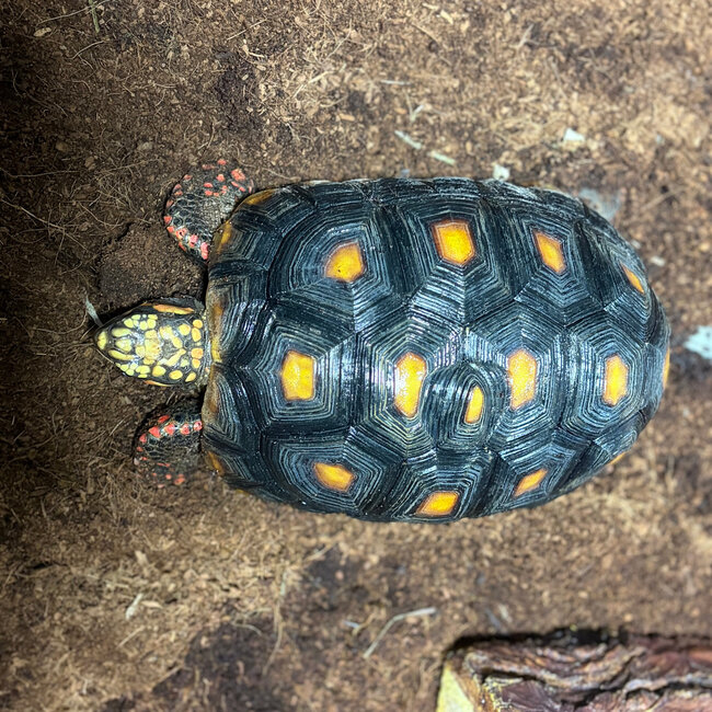 Red Foot Tortoise SP