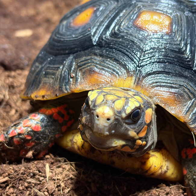 Red Foot Tortoise SP