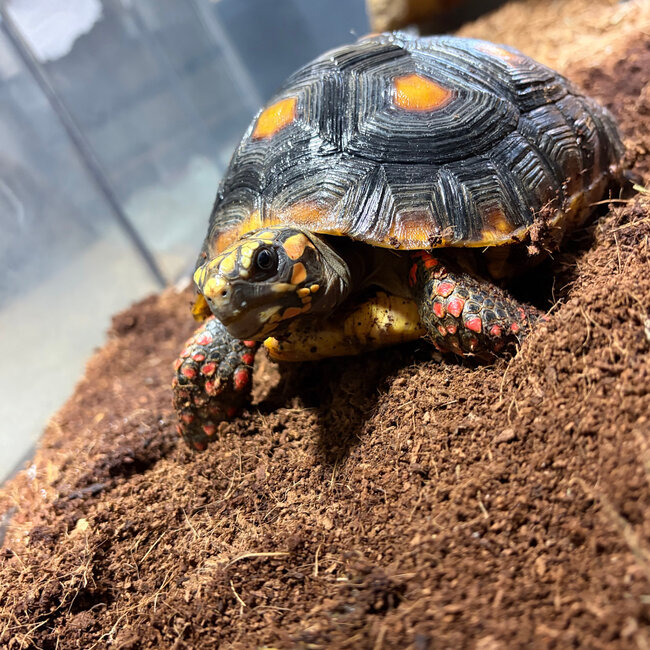 Red Foot Tortoise SP