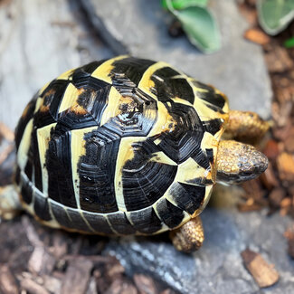 Hermann Tortoise SP