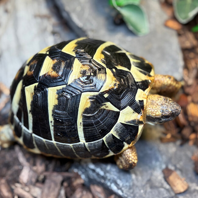 Hermann Tortoise SP