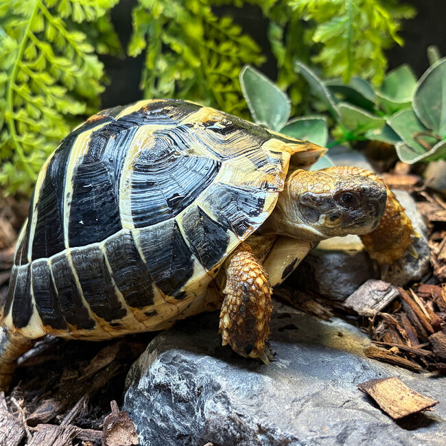 Hermann Tortoise SP