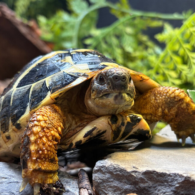 Hermann Tortoise SP