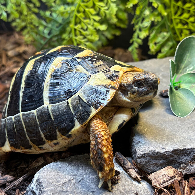 Hermann Tortoise SP