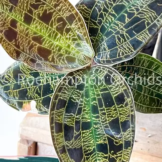 Macodes petola var. Kalimantan Jewel Orchid