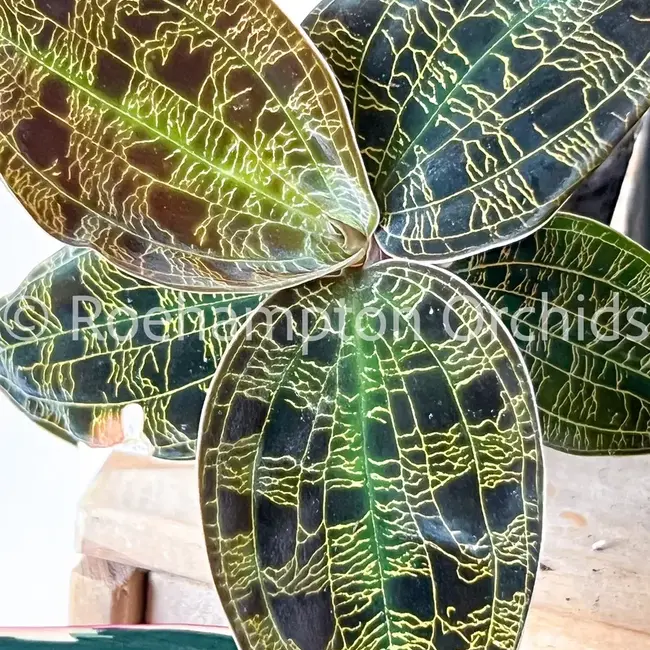 Macodes petola var. Kalimantan Jewel Orchid