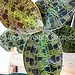 Macodes petola var. Kalimantan Jewel Orchid