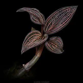 Ludisia 'Spiderman' Jewel Orchid