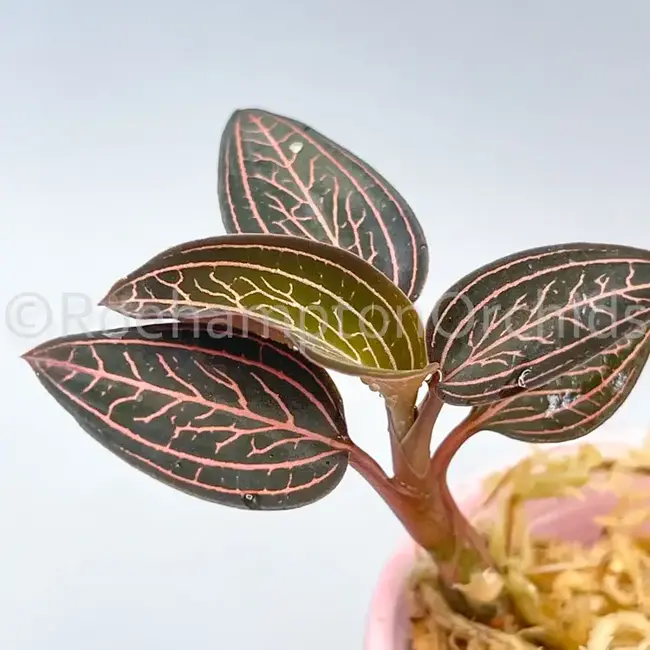 Ludisia 'Spiderman' Jewel Orchid