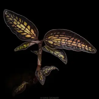 Cystorchis stenoglossa Jewel Orchid