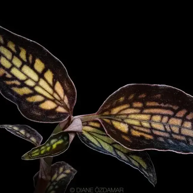 Cystorchis stenoglossa Jewel Orchid