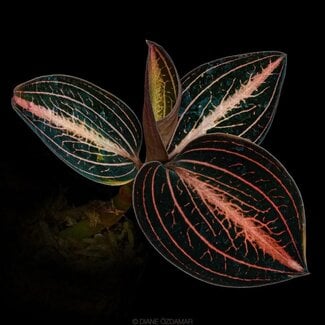Anoectochilus siamensis x Ludisia discolor 'Red'