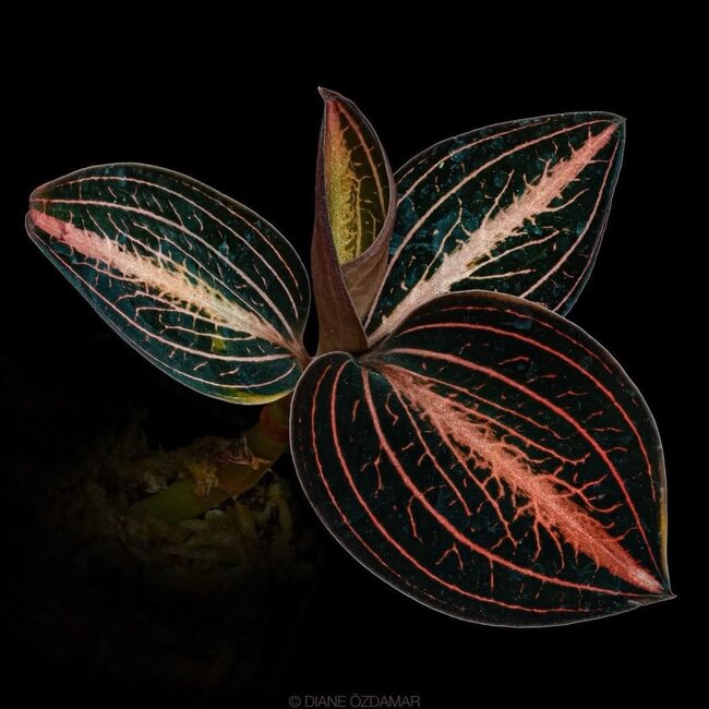 Anoectochilus siamensis x Ludisia discolor 'Red'