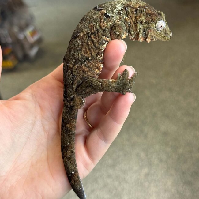 Pine Island Mossy Chahoua Gecko, Mniarogekko chahoua