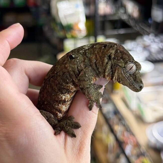 Pine Island Mossy Chahoua Gecko, Mniarogekko chahoua
