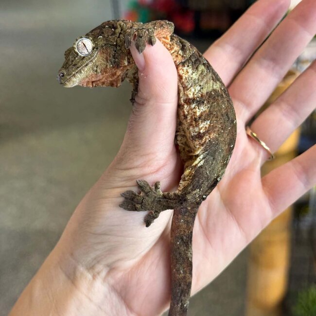 Pine Island Mossy Chahoua Gecko, Mniarogekko chahoua