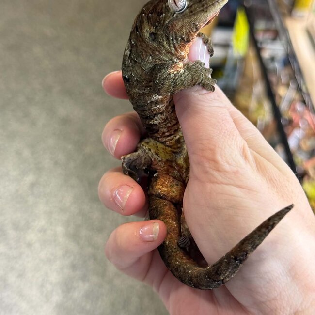 Pine Island Mossy Chahoua Gecko, Mniarogekko chahoua