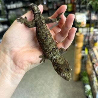 Pine Island Mossy Chahoua Gecko, Mniarogekko chahoua