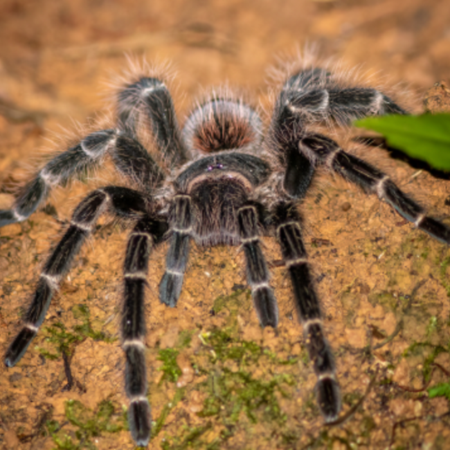 Bahia Scarlet Bird Eater 2", Lasiodora klugi